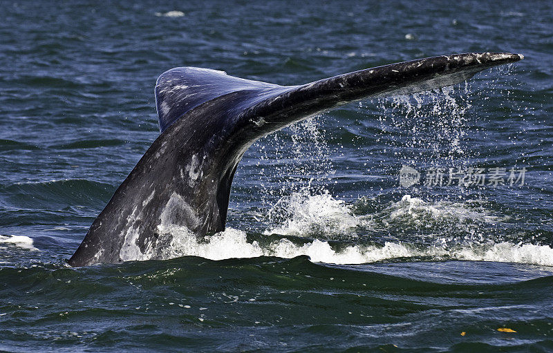 灰鲸;San Ignacio泻湖;南下加利福尼亚州;墨西哥,Eschrichtius南方。浮在水面上的尾片或尾巴。